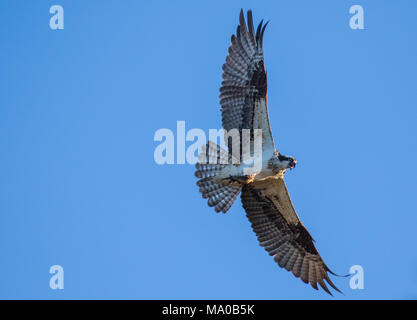 Fischadler (Pandion haliaetus) fliegen mit Fisch in den Krallen. Mackenzie River, Northwest Territories (NWT) Kanada Stockfoto