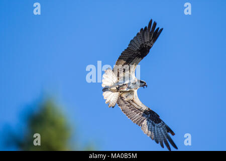 Fischadler (Pandion haliaetus) fliegen mit Fisch in den Krallen. Mackenzie River, Northwest Territories (NWT) Kanada Stockfoto