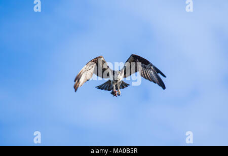 Fischadler (Pandion haliaetus) fliegen mit Fisch in den Krallen. Mackenzie River, Northwest Territories (NWT) Kanada Stockfoto