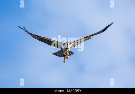 Fischadler (Pandion haliaetus) fliegen mit Fisch in den Krallen. Mackenzie River, Northwest Territories (NWT) Kanada Stockfoto