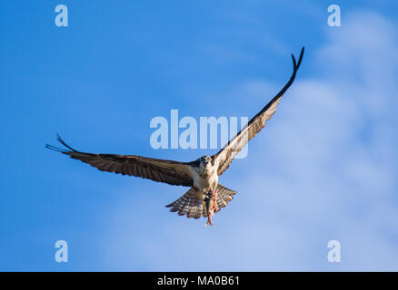 Fischadler (Pandion haliaetus) fliegen mit Fisch in den Krallen. Mackenzie River, Northwest Territories (NWT) Kanada Stockfoto