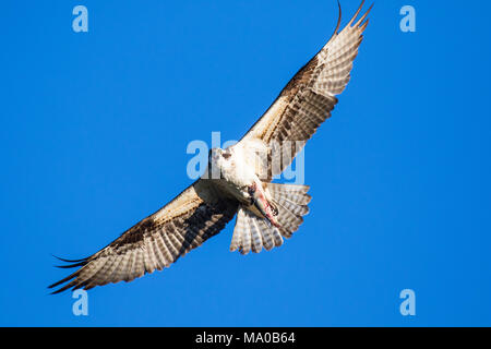 Fischadler (Pandion haliaetus) fliegen mit Fisch in den Krallen. Mackenzie River, Northwest Territories (NWT) Kanada Stockfoto