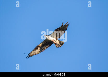 Fischadler (Pandion haliaetus) fliegen mit Fisch in den Krallen. Mackenzie River, Northwest Territories (NWT) Kanada Stockfoto