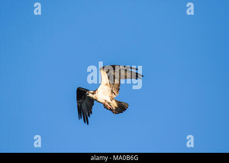 Fischadler (Pandion haliaetus) fliegen mit Fisch in den Krallen. Mackenzie River, Northwest Territories (NWT) Kanada Stockfoto