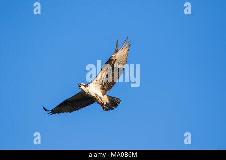 Fischadler (Pandion haliaetus) fliegen mit Fisch in den Krallen. Mackenzie River, Northwest Territories (NWT) Kanada Stockfoto