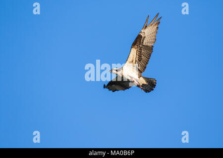 Fischadler (Pandion haliaetus) fliegen mit Fisch in den Krallen. Mackenzie River, Northwest Territories (NWT) Kanada Stockfoto