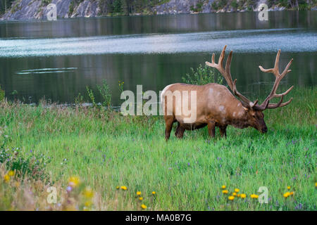 Beweidung elk in der Wiese am See nach Jasper, Alberta, Kanada Stockfoto