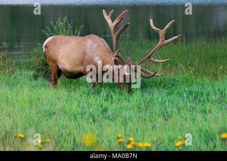 Bull elk Fütterung im hohen Gras. Jasper, Alberta, Kanada. Stockfoto