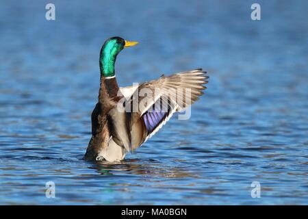 Ein drake Stockente Anas platyrhynchos Flattern seine Flügel auf einem blauen See Stockfoto