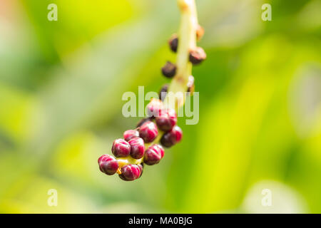 Saatgut von Malabar Nightshade, Ceylon, Spinat, Gemüse in Thailand Stockfoto