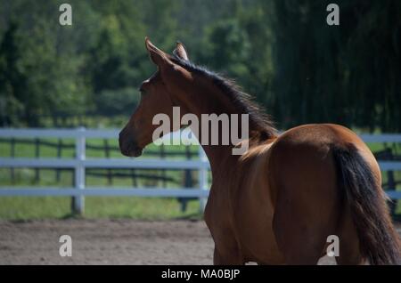 Fohlen können bei der Bauernhof im Bereich Ontario Stockfoto