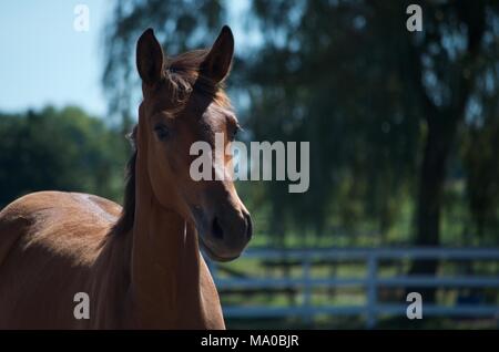 Fohlen können bei der Bauernhof im Bereich Ontario Stockfoto