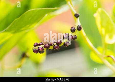 Saatgut von Malabar Nightshade, Ceylon, Spinat, Gemüse in Thailand Stockfoto