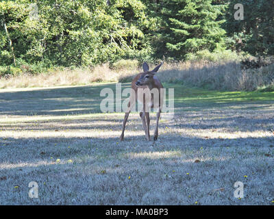 Wilden schwarzen-tailed deer (Pacific Northwest Unterarten der Hirsch Odocoileus Hemionus) im Westen des Bundesstaates Washington, USA Stockfoto