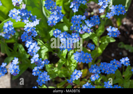 Bin yomark' Forget-me-not, Äkta förgätmigej (Myosotis scorpioides) Stockfoto