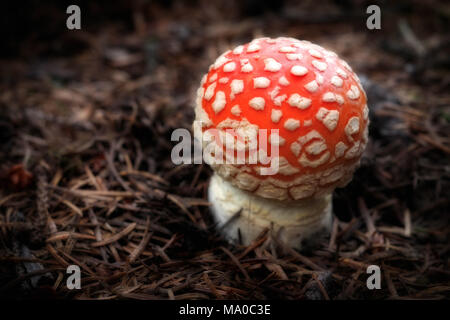 Junge giftige Agaric Pilz auf dem Waldboden Fliegen Stockfoto