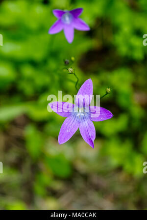 Zwei Glockenblumen, Glockenblumen in der Wiese Stockfoto