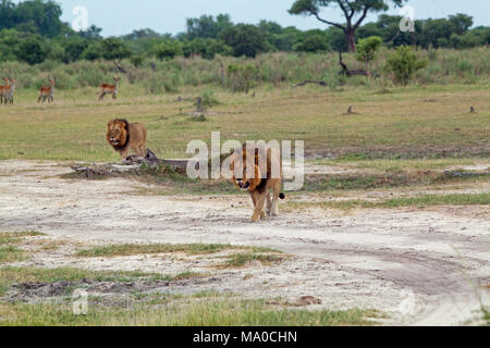 Männliche Löwen (Panthera leo). Nähert. Zwei. Vier roten Letschwe (Kobus leche) Antilope, im Hintergrund beobachten misstrauisch. Okavango. Botswana. Afrika. Stockfoto