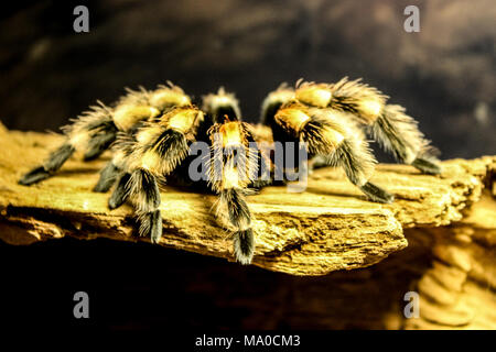 Tarantula, Vogelspinne, bird-eating-spiders, große Vogelspinne Stockfoto