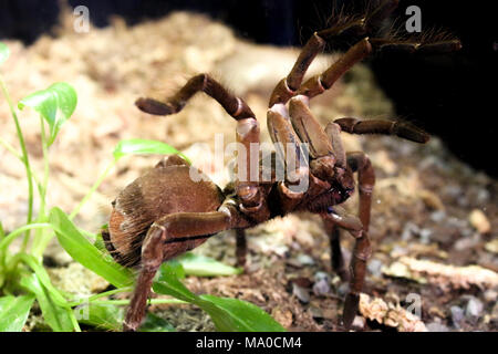 Spider, große braune Spinne vor einer Anlage Stockfoto