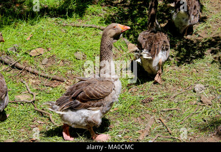 Gänse laufen auf Gras im Garten, New York, Gans Stockfoto