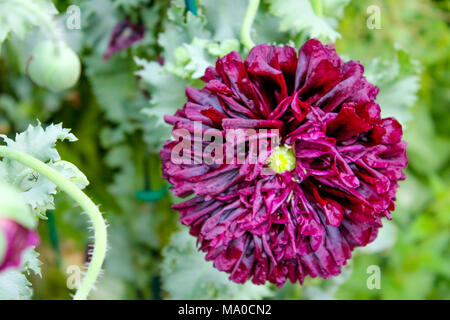 Blume, lila rot rosa Blume in einem Garten außerhalb Stockfoto