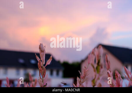 Weide, Salix integra Hakuro Nishiki vor Häusern und Sonnenuntergang Stockfoto