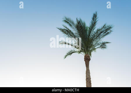 Eine Palme über blauen Himmel Hintergrund. Stockfoto