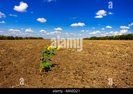 Zwei Sonnenblumen im Boden, ein leeres Feld Stockfoto
