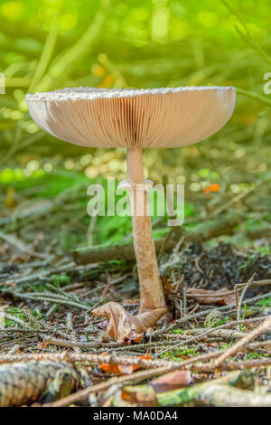 Low Angle Shot eines Sonnenschirms Pilz in natürlichen zurück Stockfoto