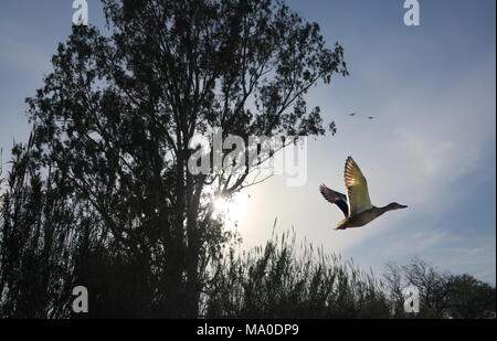 Ein überrascht Stockente in die Luft im Wald. Stockfoto