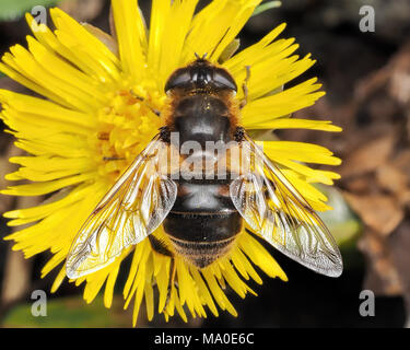 Dorsalansicht der Hoverfly oder gemeinsamen Drone-fly (Eristalis Tenax) auf huflattich Wildflower. Tipperary, Irland Stockfoto