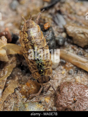 Dorsalansicht der Gemeinsamen Pygmy Woodlouse (Trichoniscus Pusillus) auf den Boden im Wald Lebensraum. Tipperary, Irland Stockfoto