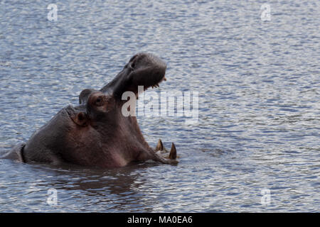 Nahaufnahme von Hippo im See witz Mund weit geöffnet Stockfoto