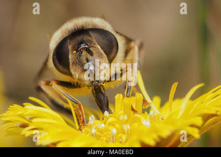 Weibliche Hoverfly (Eristalis pertinax) Fütterung auf Huflattich (Tussilago farfara) Blume zeigt das Gesicht detail. Tipperary, Irland Stockfoto