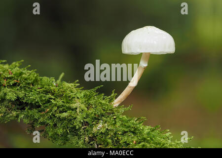 Porzellan Pilz (Oudemansiella mucida) wachsen auf Moos bedeckt Zweig der Buche im Wald. Tipperary, Irland Stockfoto