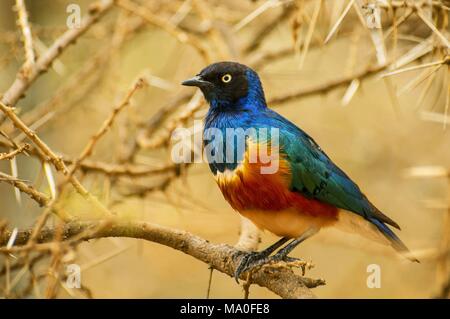 Die ausgezeichnete Starling (Lamprotornis superbus) ist Mitglied der starling Familie der Vögel. Es wurde früher als Spreo superbus bekannt. Serengeti National P Stockfoto