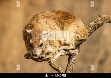 Die klippschliefer (Procavia capensis), genannt auch rock Badger und Cape hyrax in der Serengeti in Tansania. Stockfoto