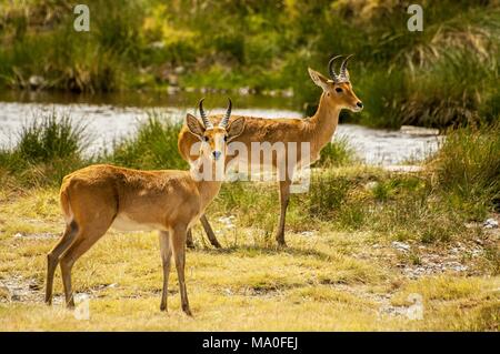 Zwei Bohor Reedbucks (Redunca redunca) Antilope im Ngorongoro Nationalpark, Tansania. Stockfoto