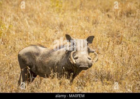 Ein warzenschwein (Phacochoerus africanus) in Ngorongoro Nationalpark, Tansania. Stockfoto