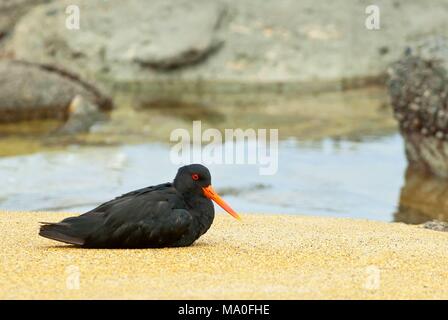 Die variable Austernfischer (Haematopus unicolor) ist eine Pflanzenart aus der Gattung der Wader in der Familie Haematopodidae. Es ist endemisch in Neuseeland. Die Maori name ist t Stockfoto