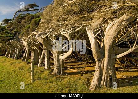 Windgepeitschte Bäume in der Nähe von Hang Punkt der südlichste Punkt der Südinsel, die Catlins Neuseeland. Stockfoto