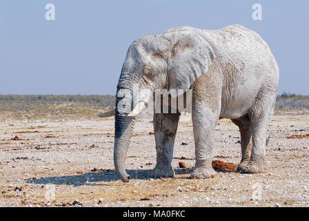 Afrikanischer Elefant aus schmutzigen weißen Ton in Etosha National Park, Namibia. Stockfoto