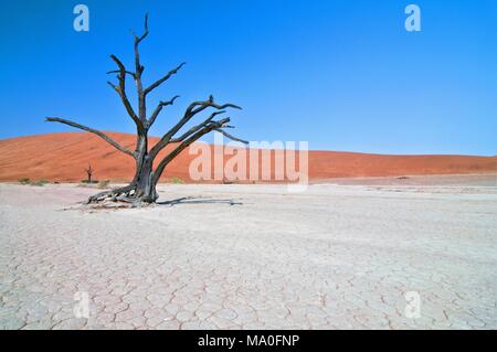 Tot Camelthorn (Acacia Erioloba) Bäume im Dead Vlei, Namib Naukluft National Park, Namibia. Stockfoto