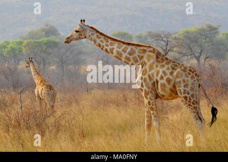 Zwei Giraffen (GIRAFFA) im Waterberg Plateau Park National Park im Zentrum von Namibia. Stockfoto
