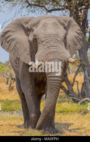 Im Afrikanischen Busch Elefant (Loxodonta africana), auch als der Afrikanischen Savanne Elefanten im Okavango Delta Botswana Afrika bekannt. Stockfoto