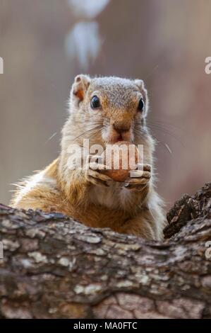 Baum Eichhörnchen, Paraxerus cepapi chobiensis, essen Mutter in der Natur Lebensraum, Botswana, Afrika. Stockfoto