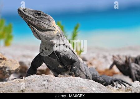 Ctenosaura Imilis, allgemein bekannt als der schwarze Stacheligen-tailed Leguan, Iguana, Schwarz oder Schwarz ctenosaur, ist eine Echse, die ursprünglich aus Mexiko und Zentralen Americ Stockfoto