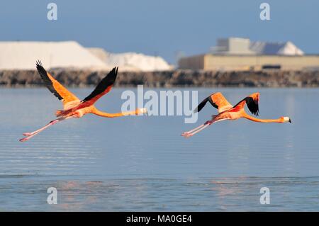 Fliegen amerikanische Flamingos (Phoenicopterus ruber ruber - amerikanische Flamingo) im Rio Lagardos, Mexiko. Stockfoto