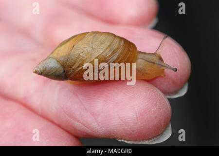 Gemeinsame Bernstein Succinea putris Schnecke Stockfoto